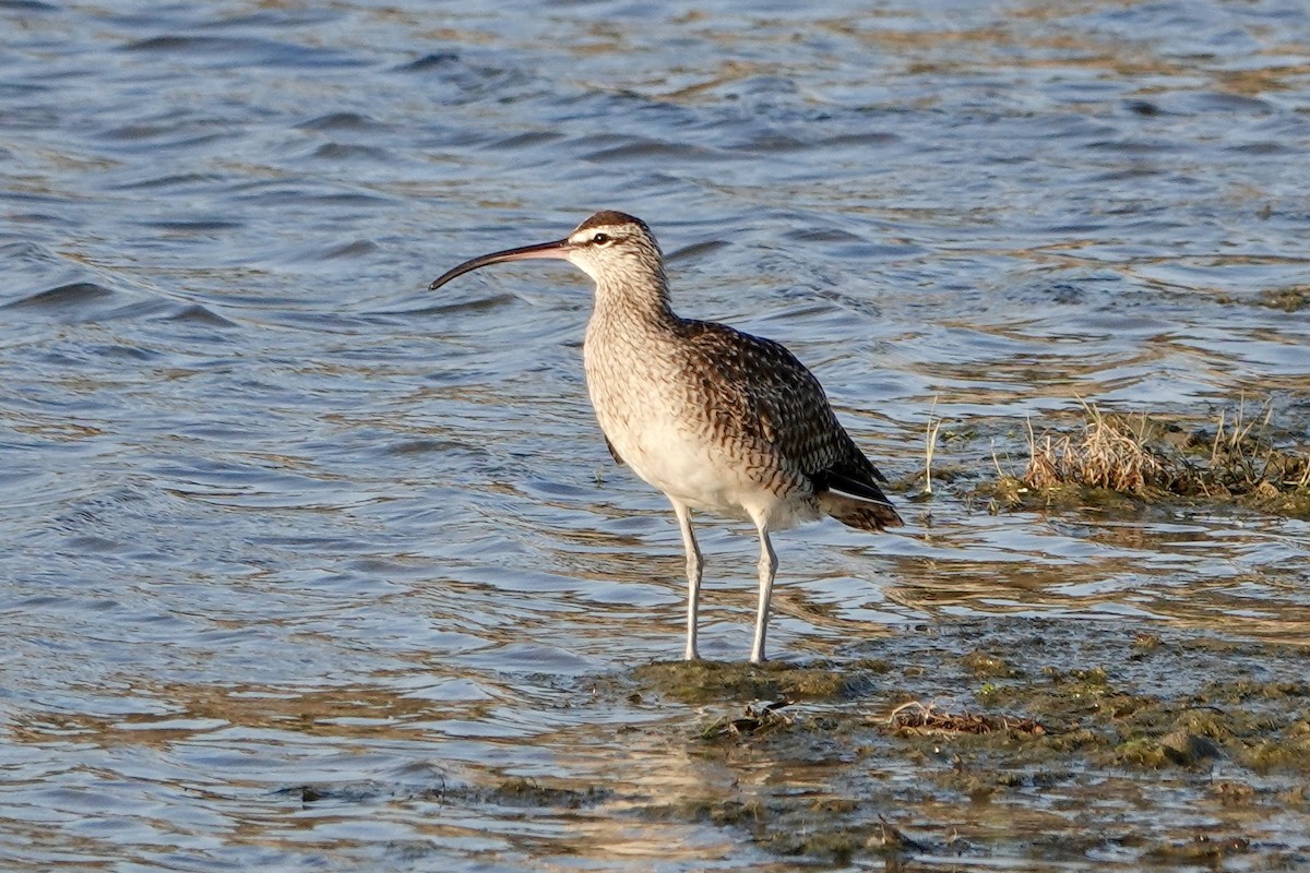 Whimbrel (Hudsonian) - ML477290541