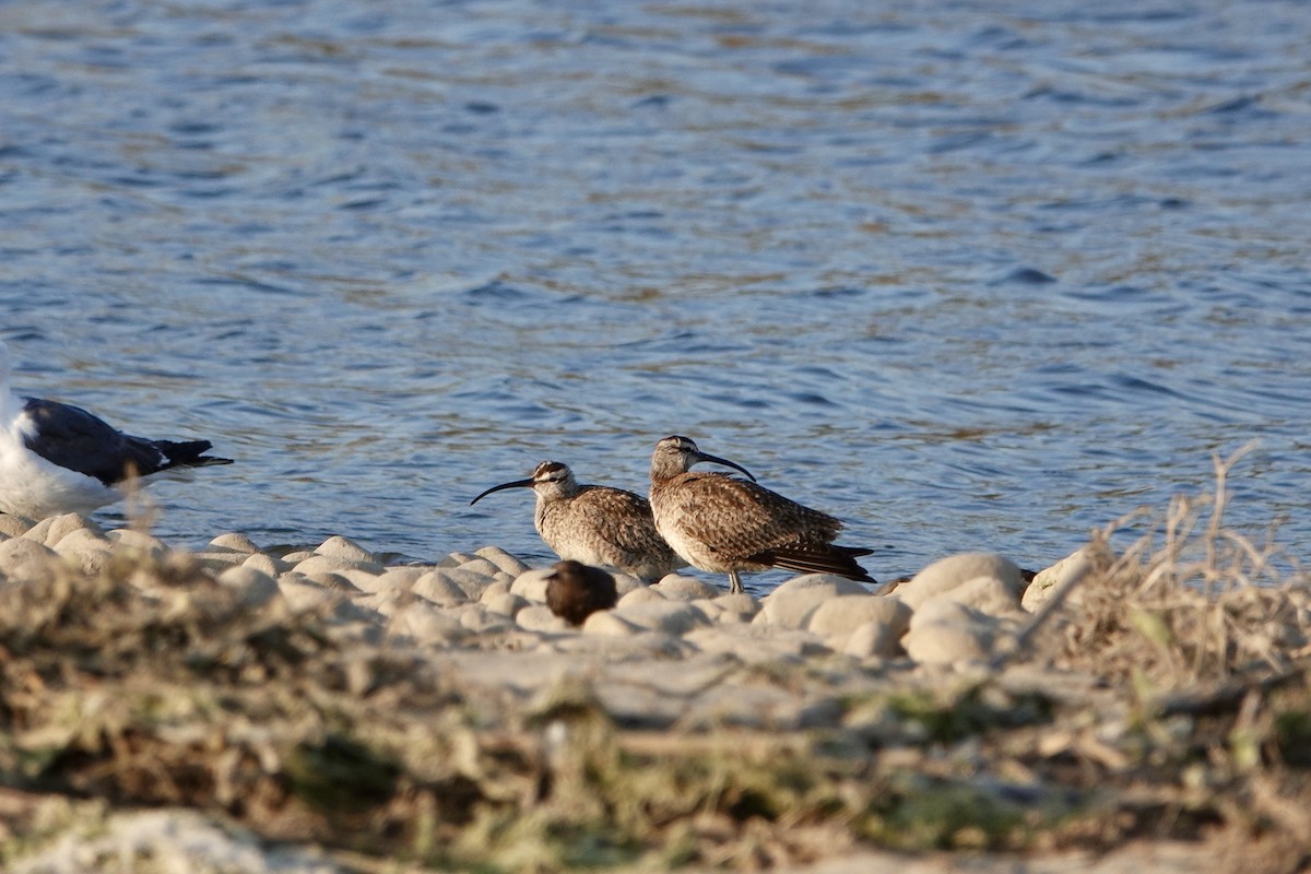 Whimbrel (Hudsonian) - ML477290551