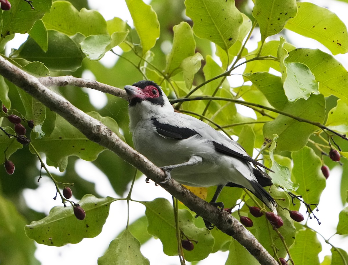 Masked Tityra - ML477291061