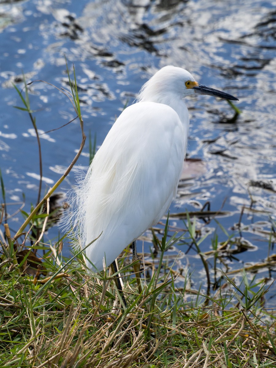 Snowy Egret - Larry York