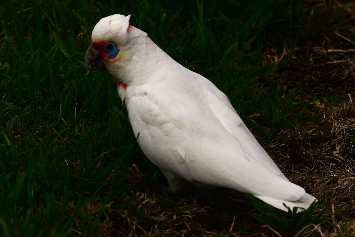 Long-billed Corella - ML477292681