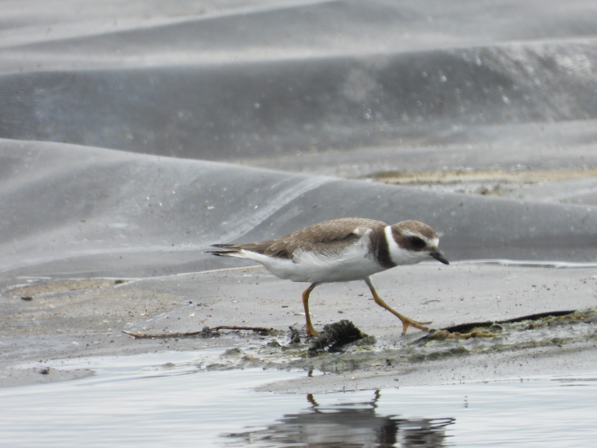 Semipalmated Plover - ML477294281