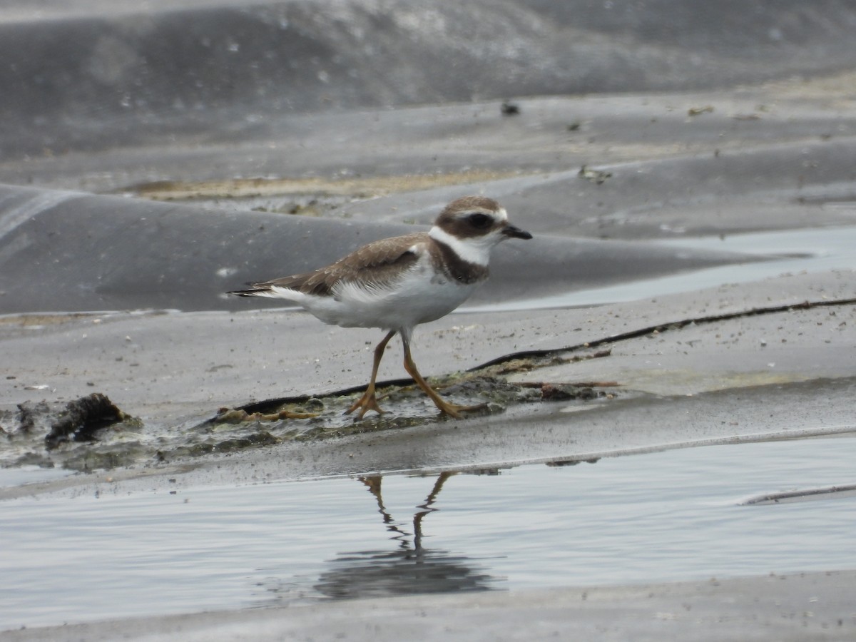 Semipalmated Plover - Randy Smith