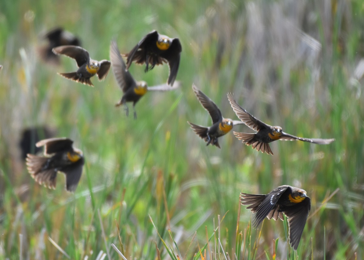 Yellow-headed Blackbird - ML477294381