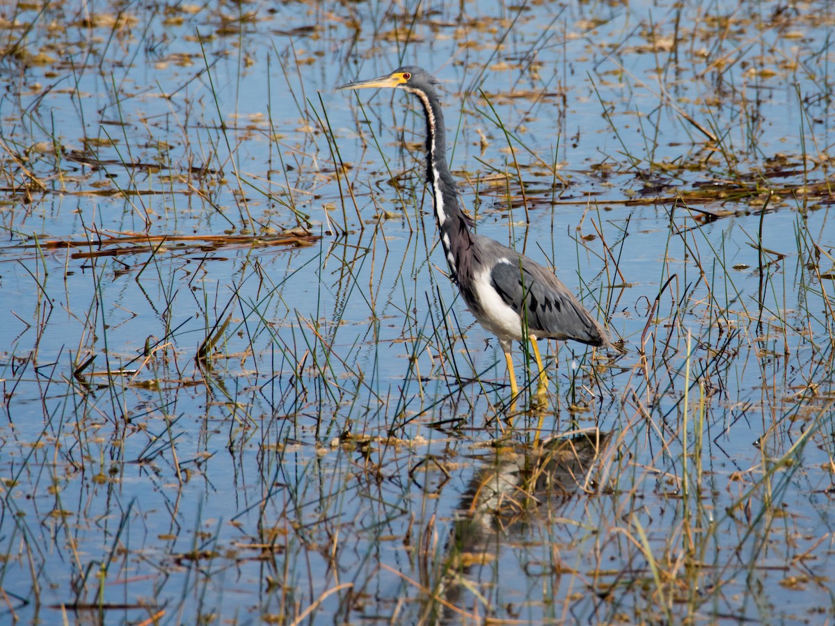 Tricolored Heron - Larry York