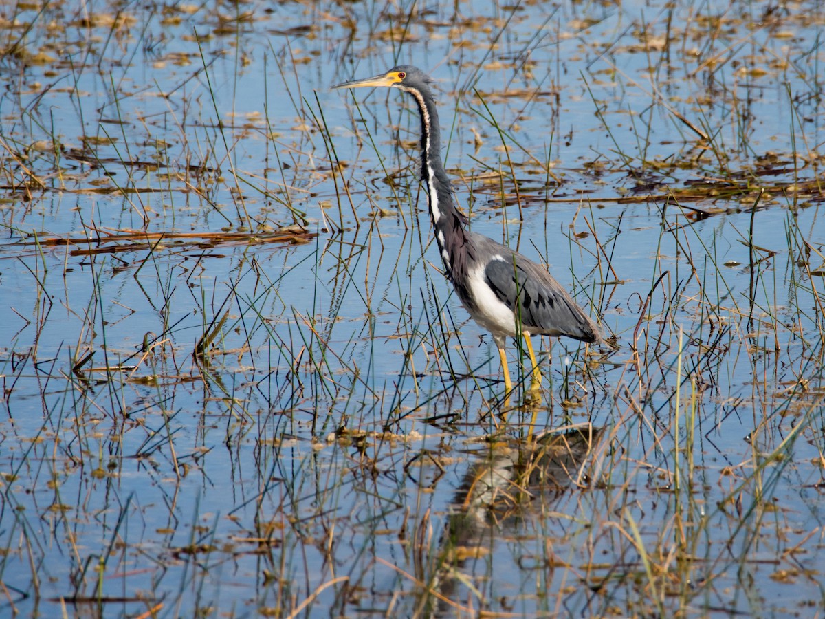 Tricolored Heron - ML47729441