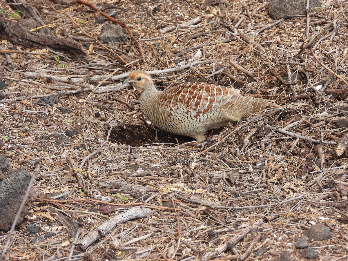 Gray Francolin - Randy Smith