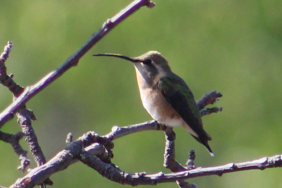 Lucifer Hummingbird - ML477295011