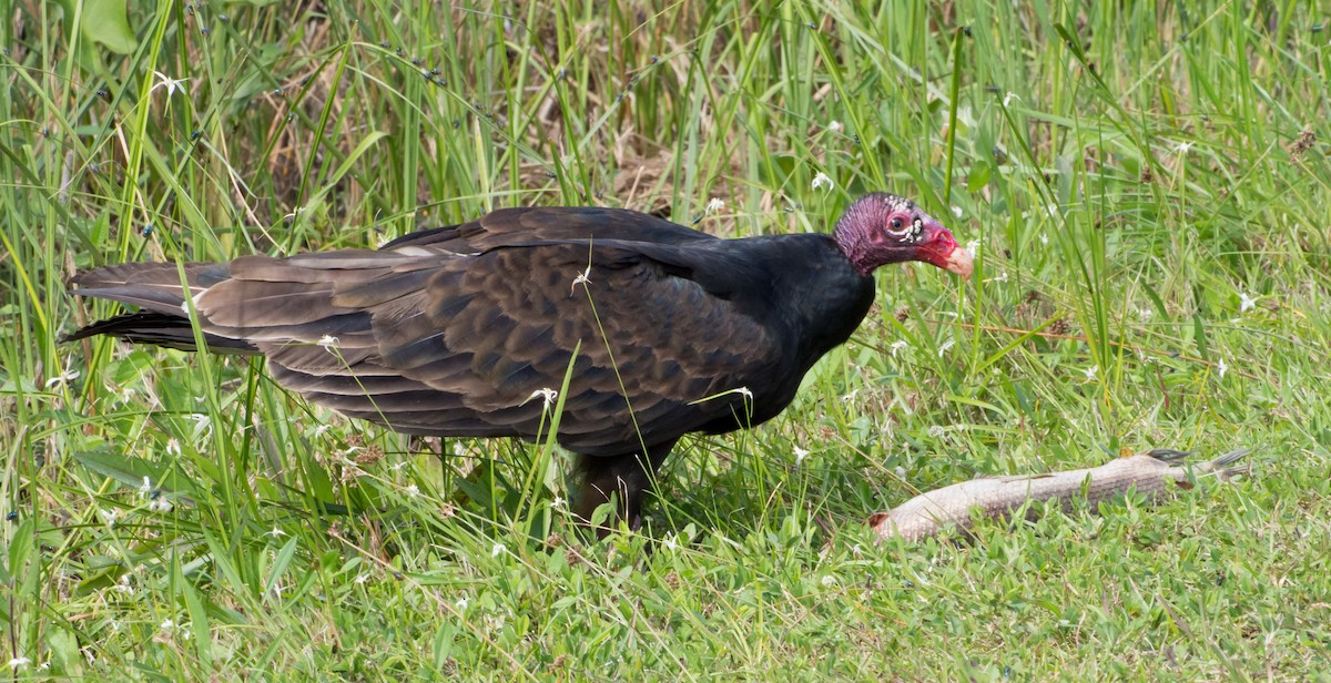 Urubu à tête rouge - ML47729551