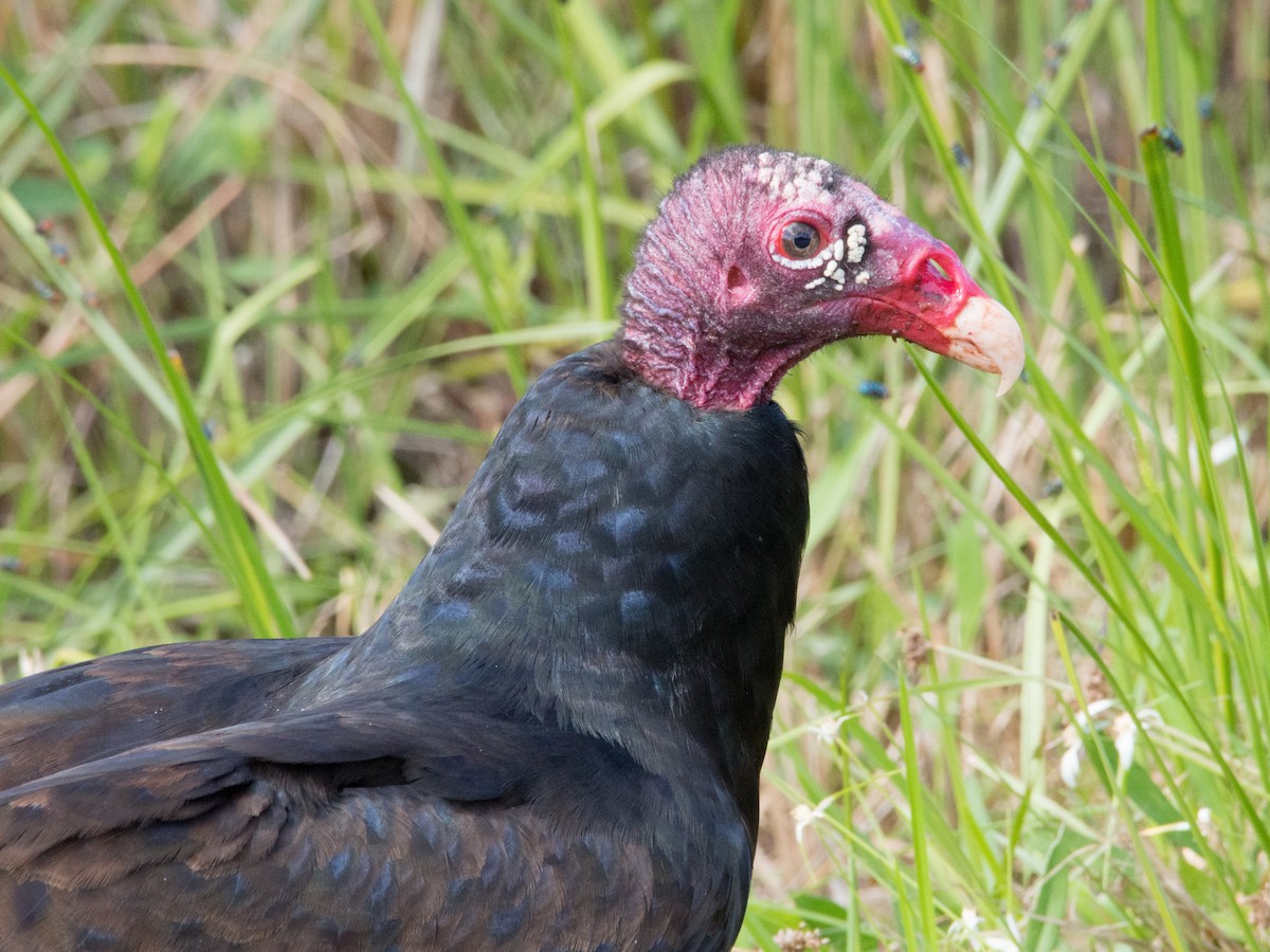 Turkey Vulture - Larry York