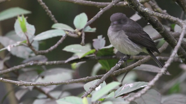 Abyssinian Slaty-Flycatcher - ML477296