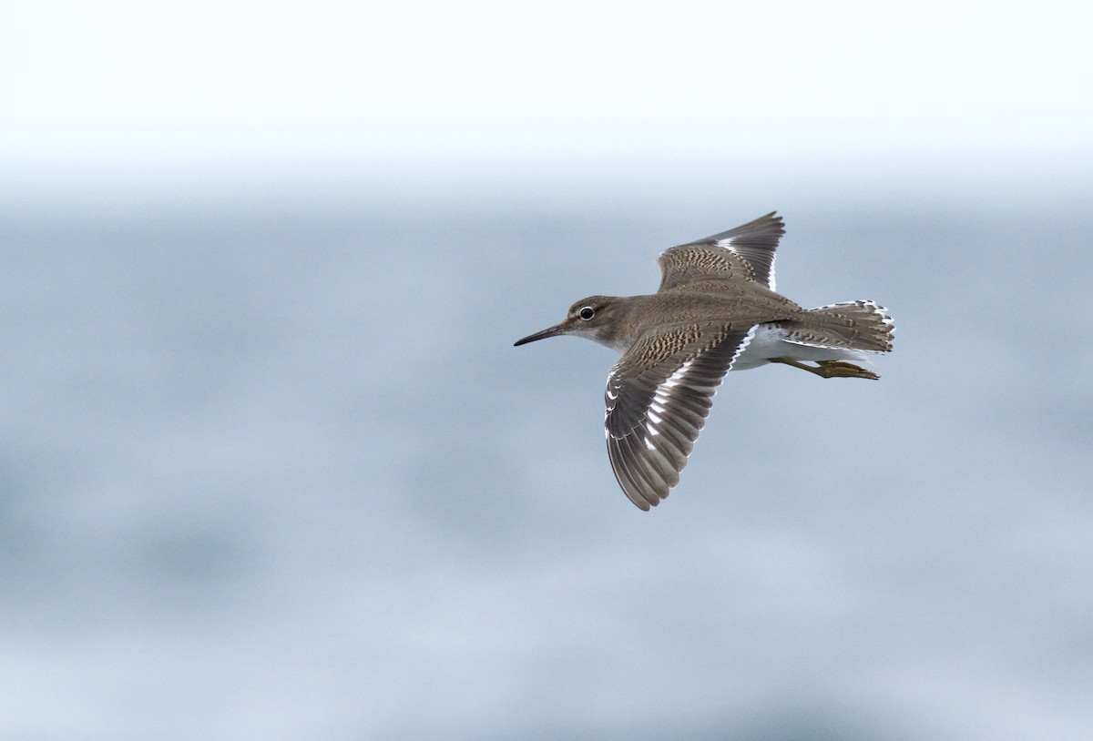 Spotted Sandpiper - Ben Shamgochian