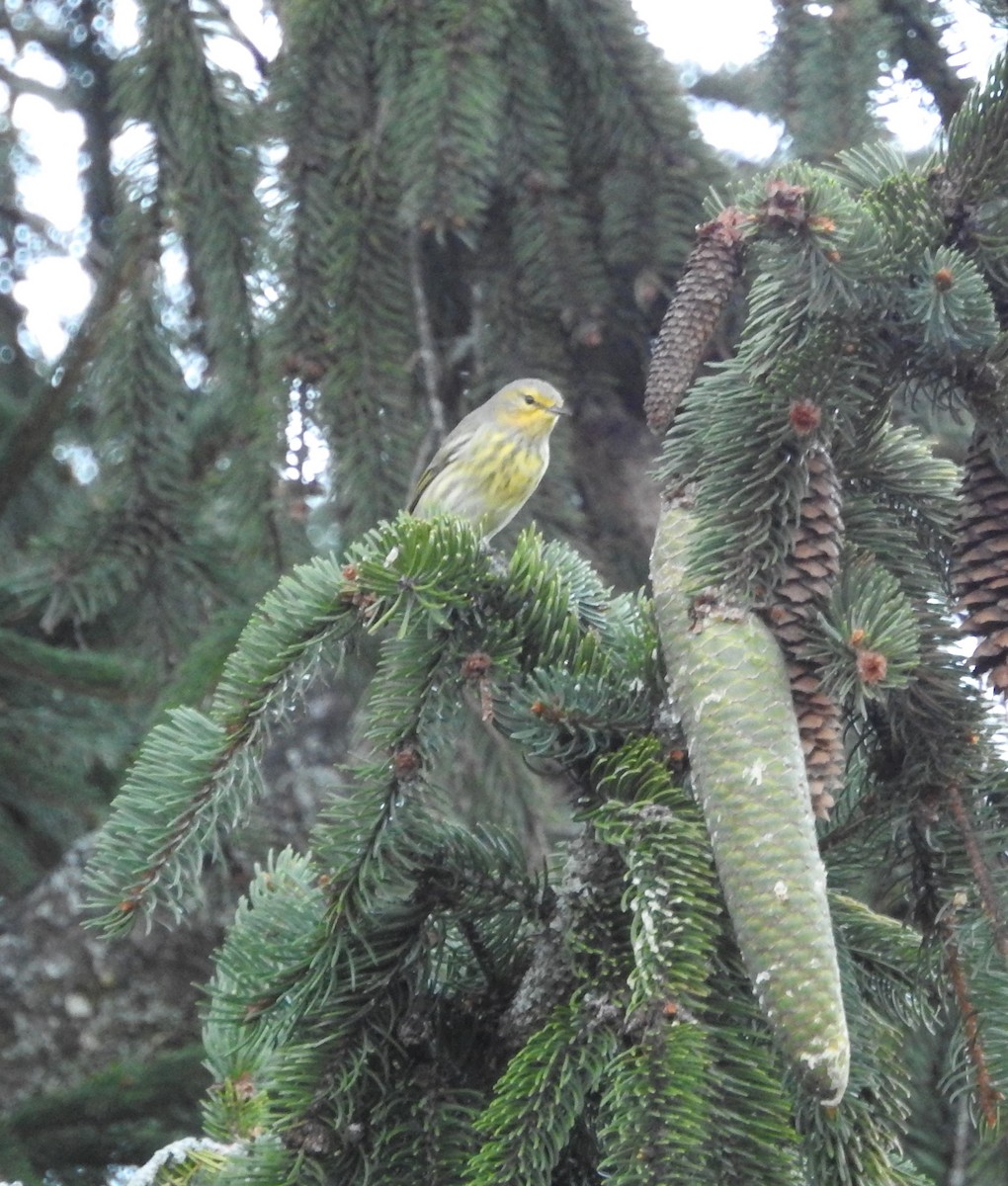 Cape May Warbler - Andy McGivern