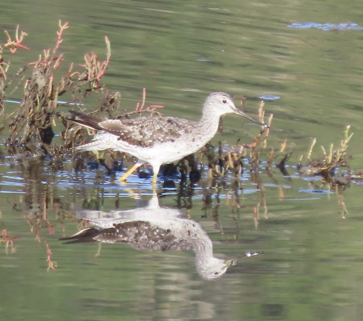 Greater Yellowlegs - ML477296951