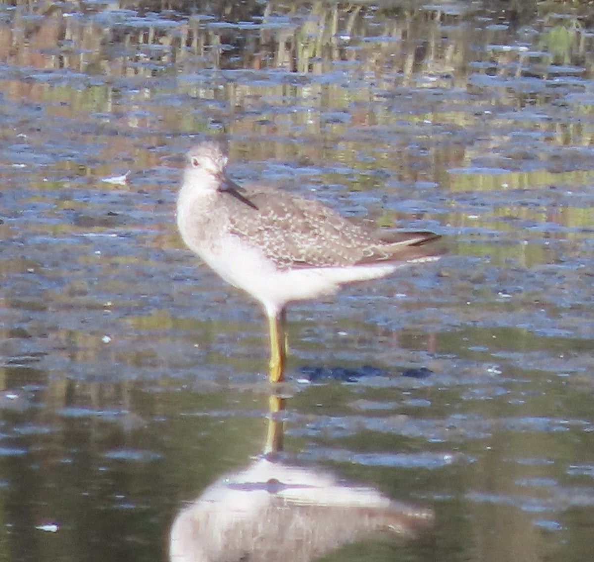 Greater Yellowlegs - ML477296971