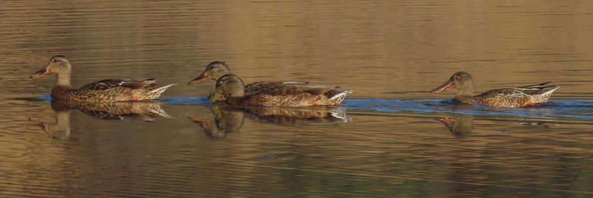 Mallard - ML477297501