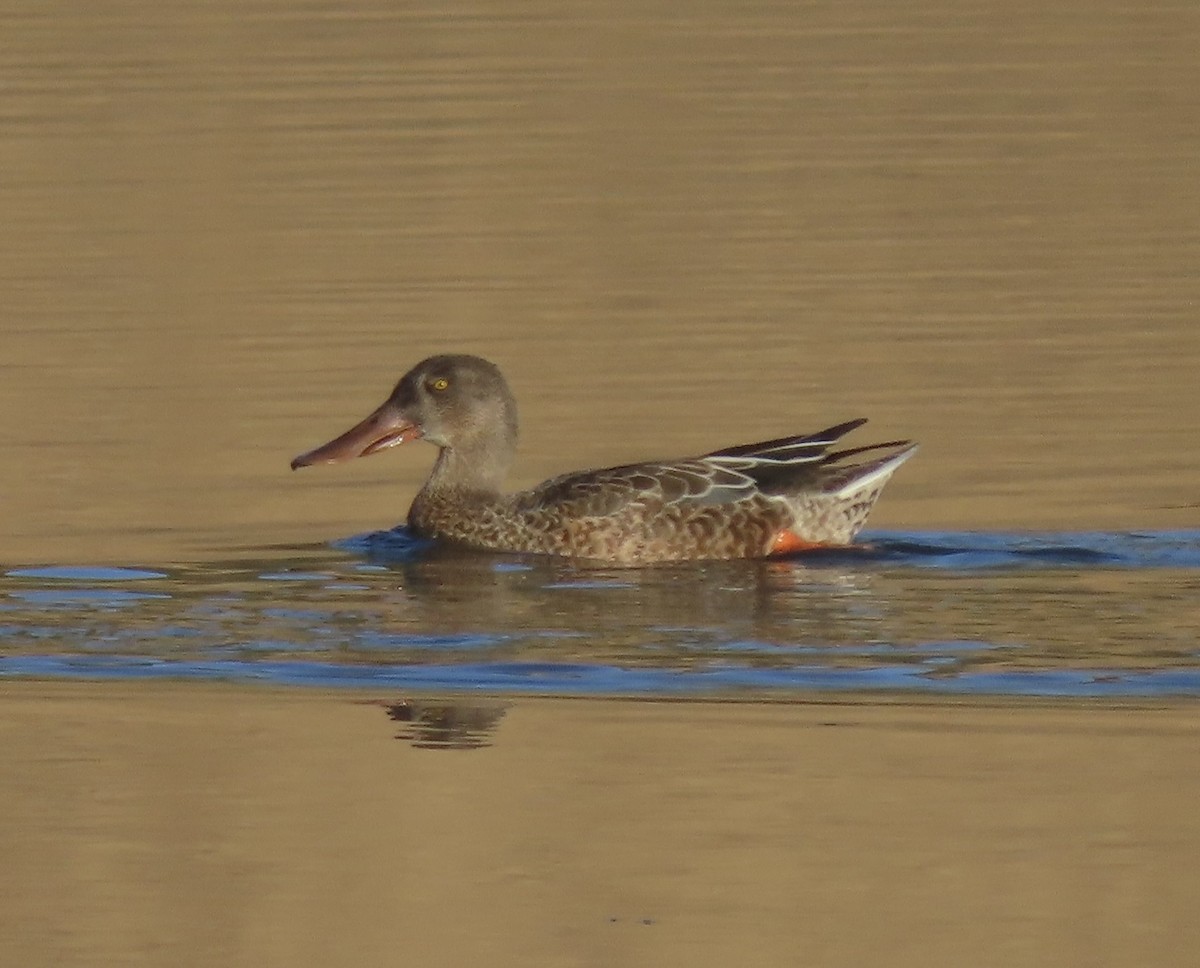 Northern Shoveler - Patricia DiLuzio