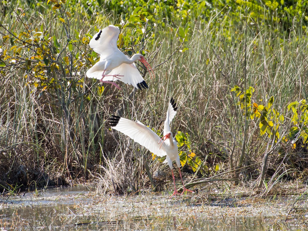 White Ibis - Larry York