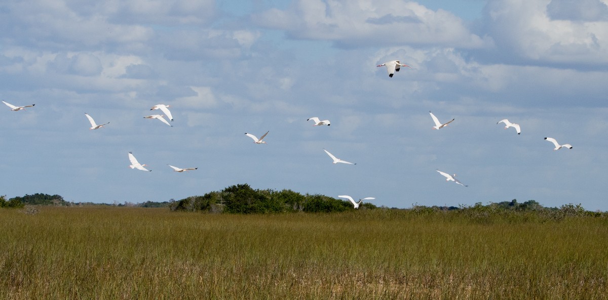 White Ibis - Larry York