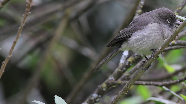 Bozca Drongo Sinekkapanı - ML477299