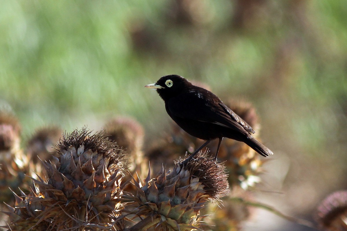 Spectacled Tyrant - ML47729901