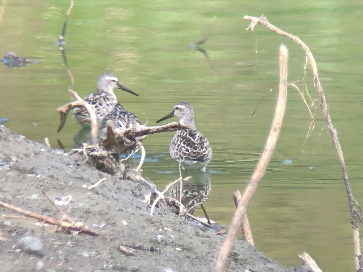 Stilt Sandpiper - ML477299031