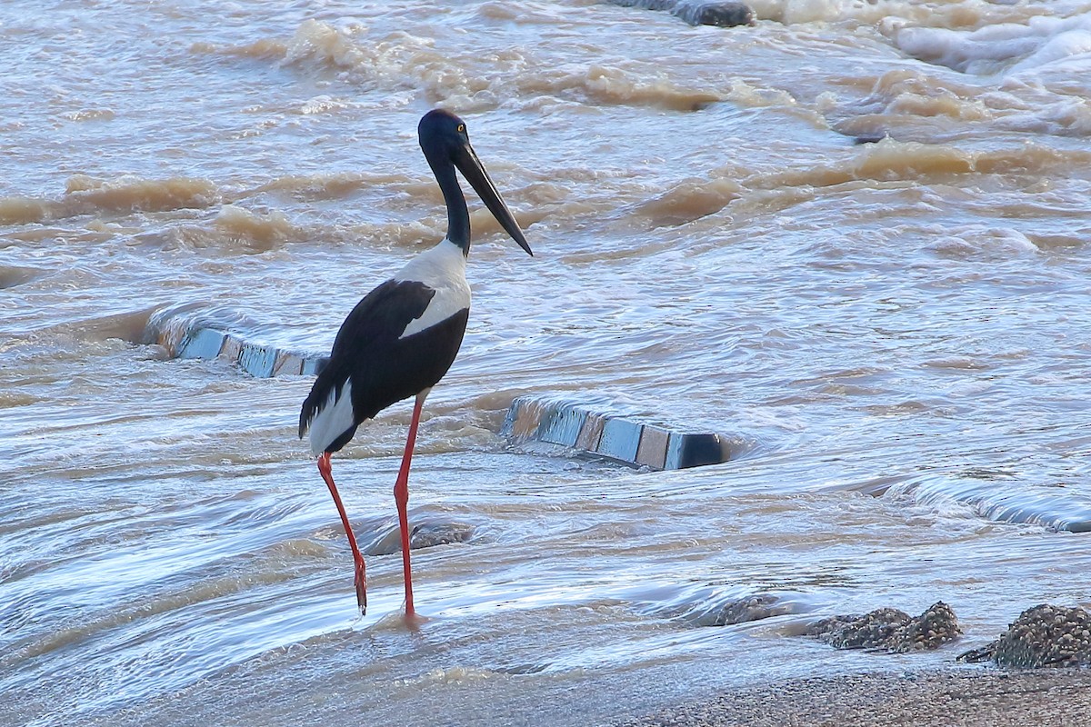 Black-necked Stork - ML477299111