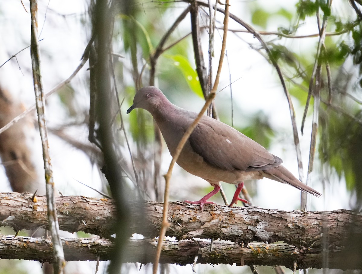 Pigeon rousset - ML477299431