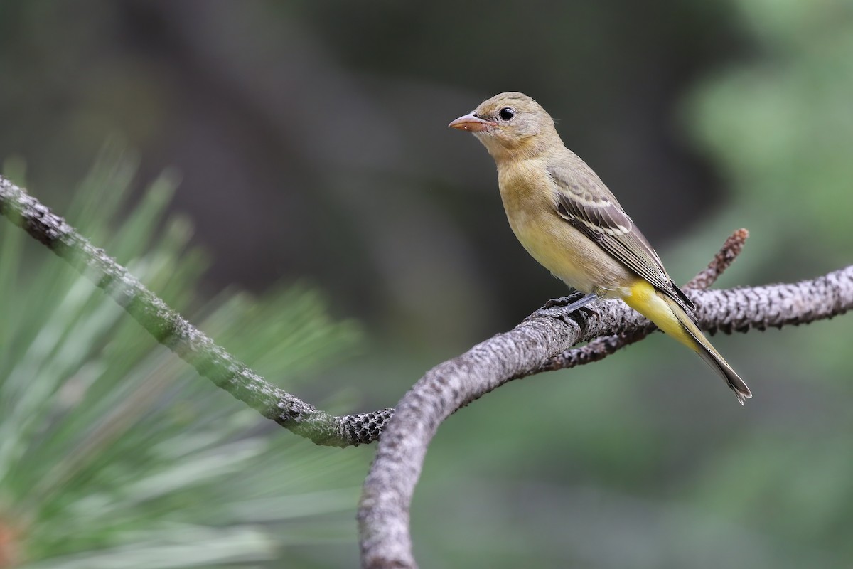 Western Tanager - ML477299441