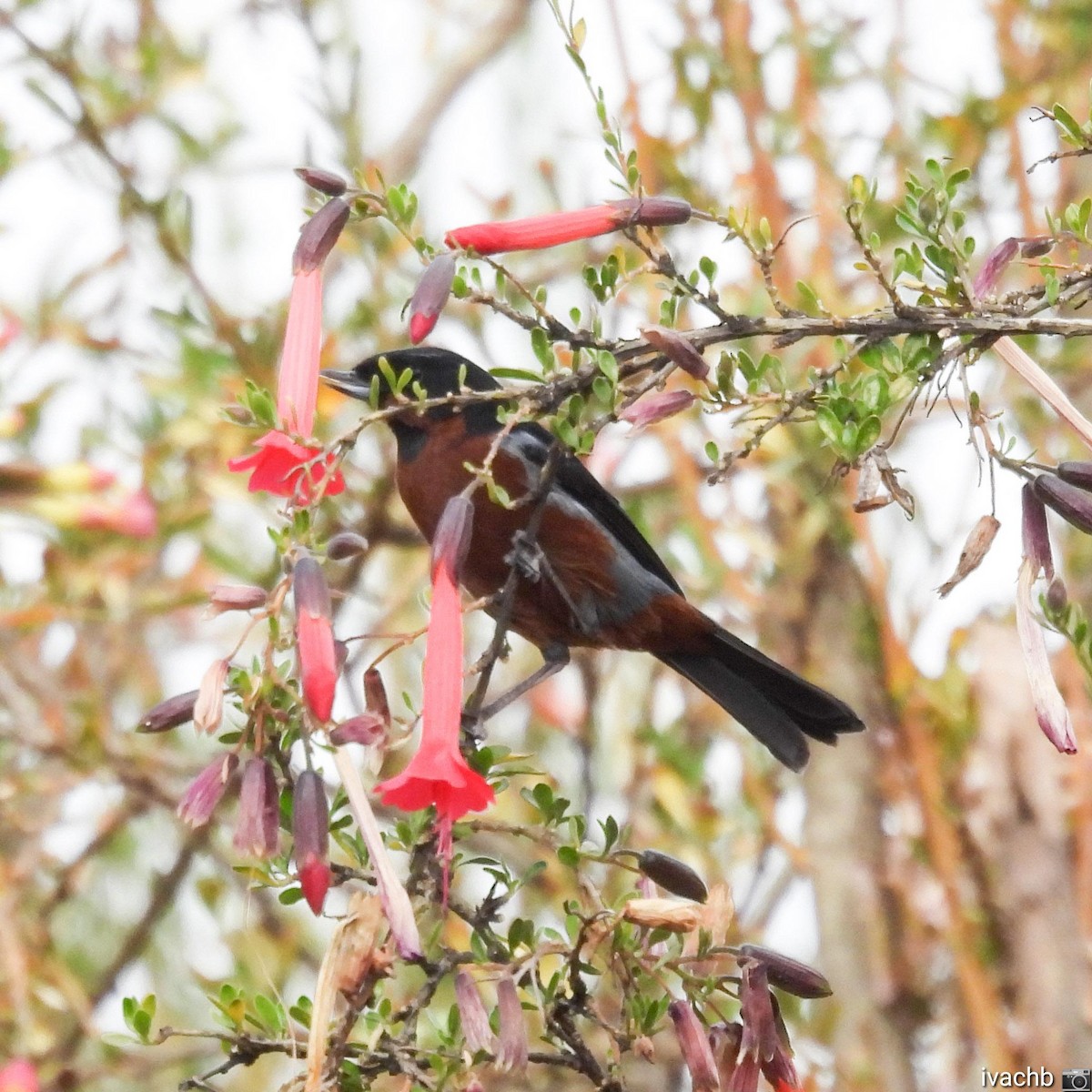 Black-throated Flowerpiercer - ML477299631