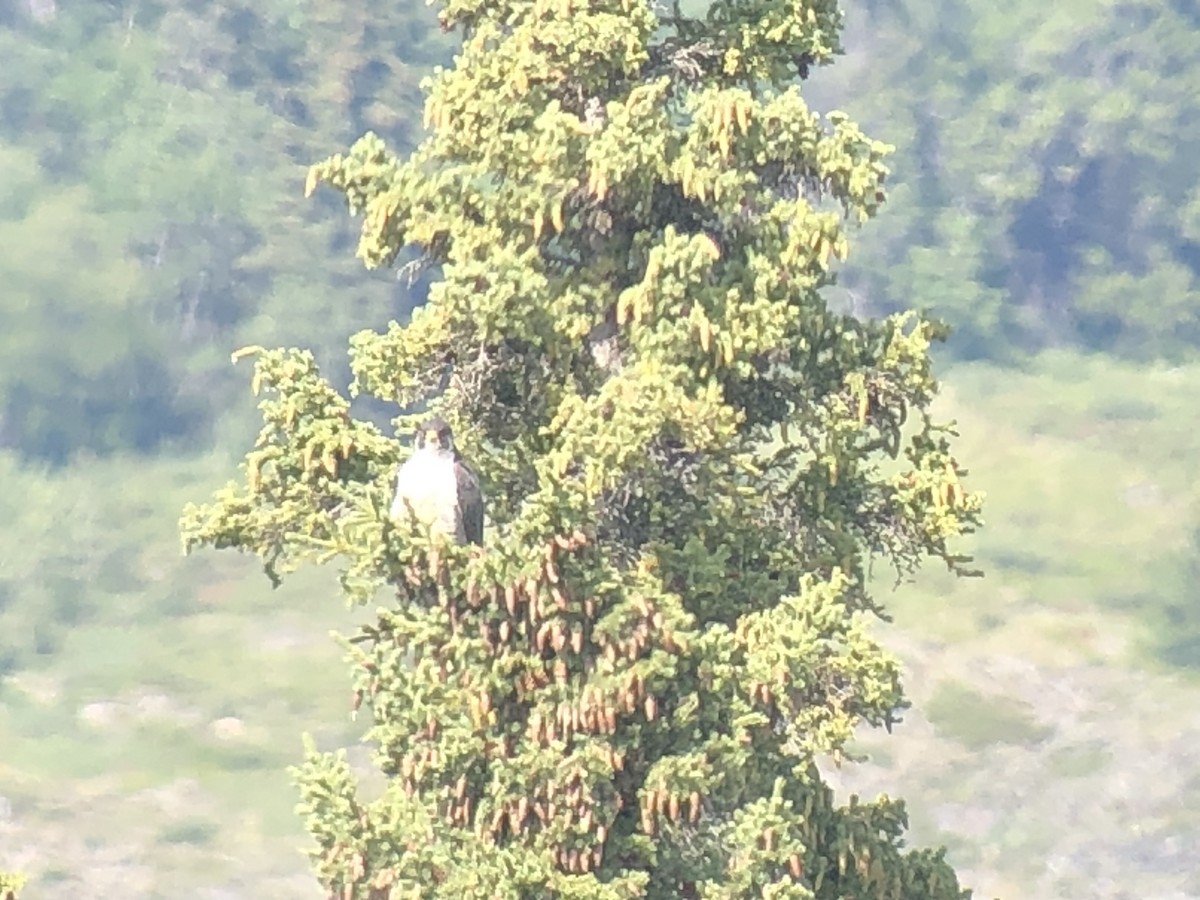 Halcón Peregrino - ML477299741