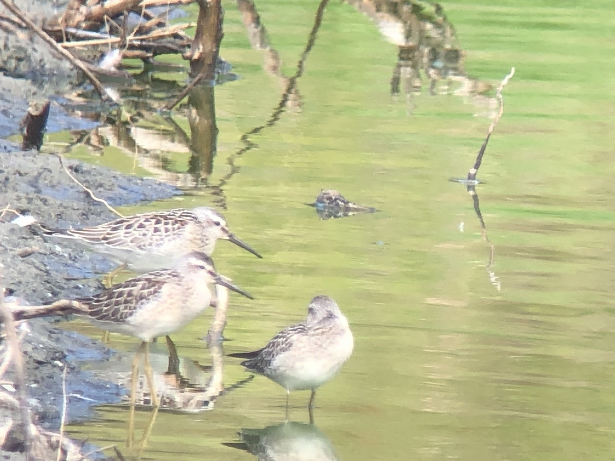 Stilt Sandpiper - ML477300301