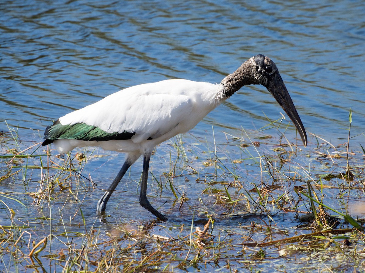 Wood Stork - Larry York