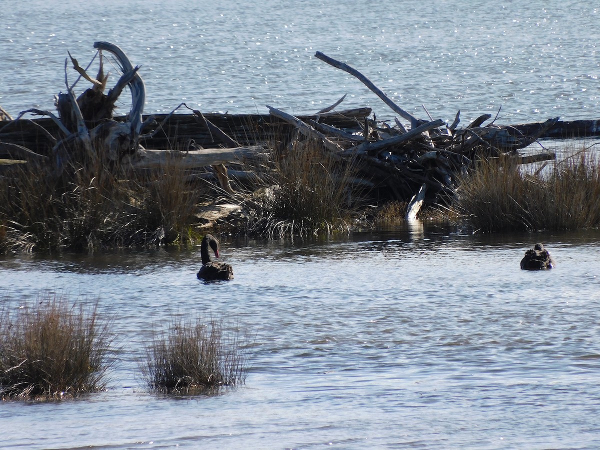 Black Swan - ML477300511