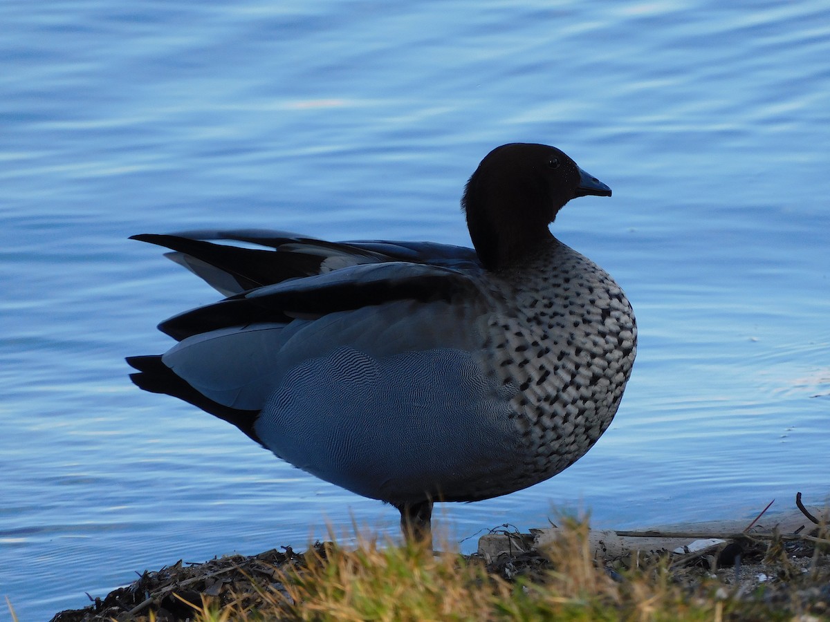 Maned Duck - ML477300671