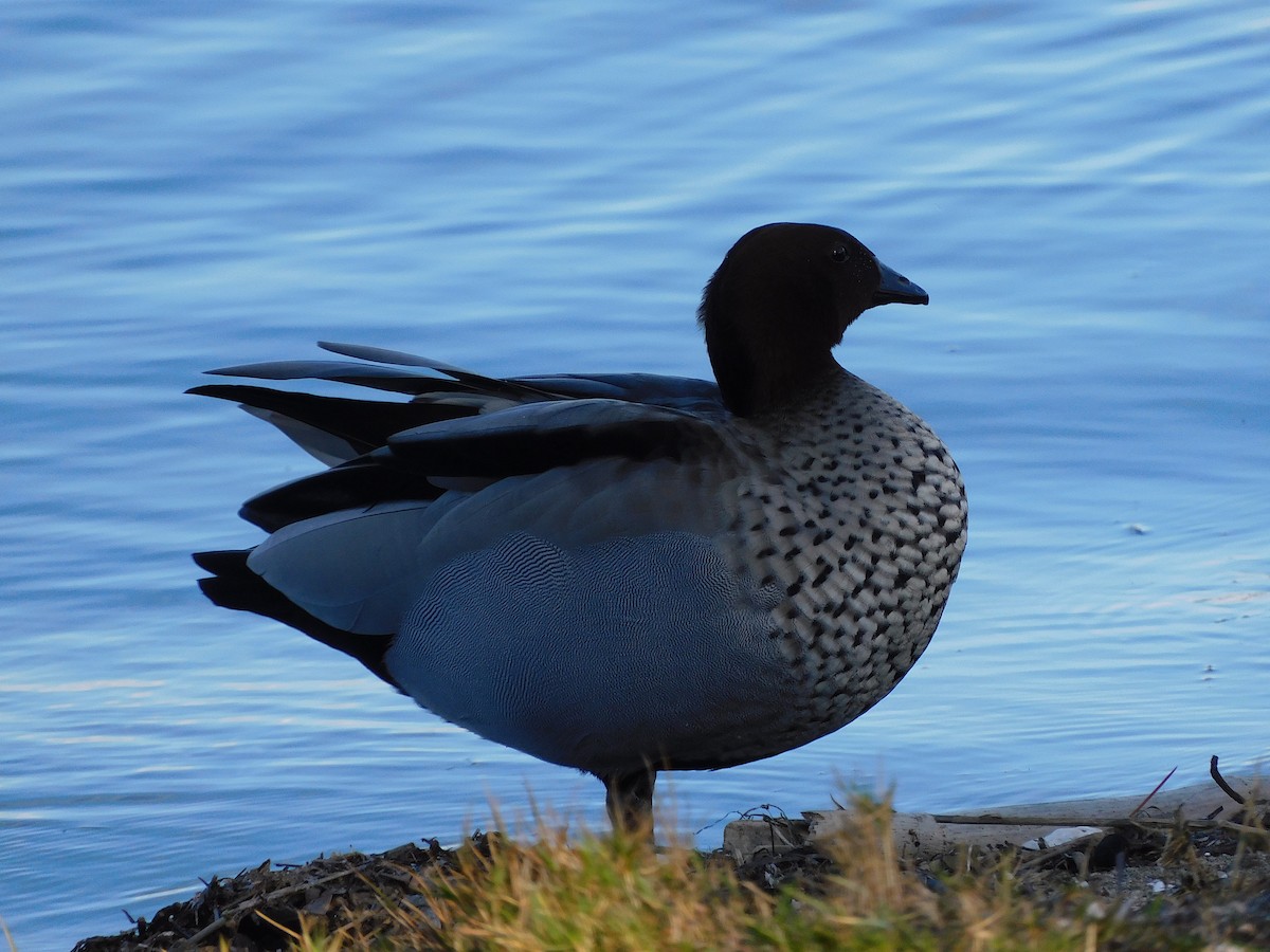 Maned Duck - ML477300681