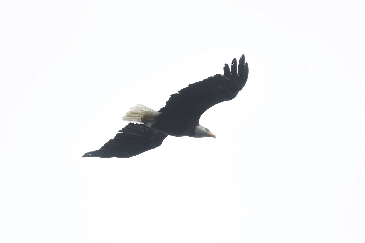 Bald Eagle - ML477301111