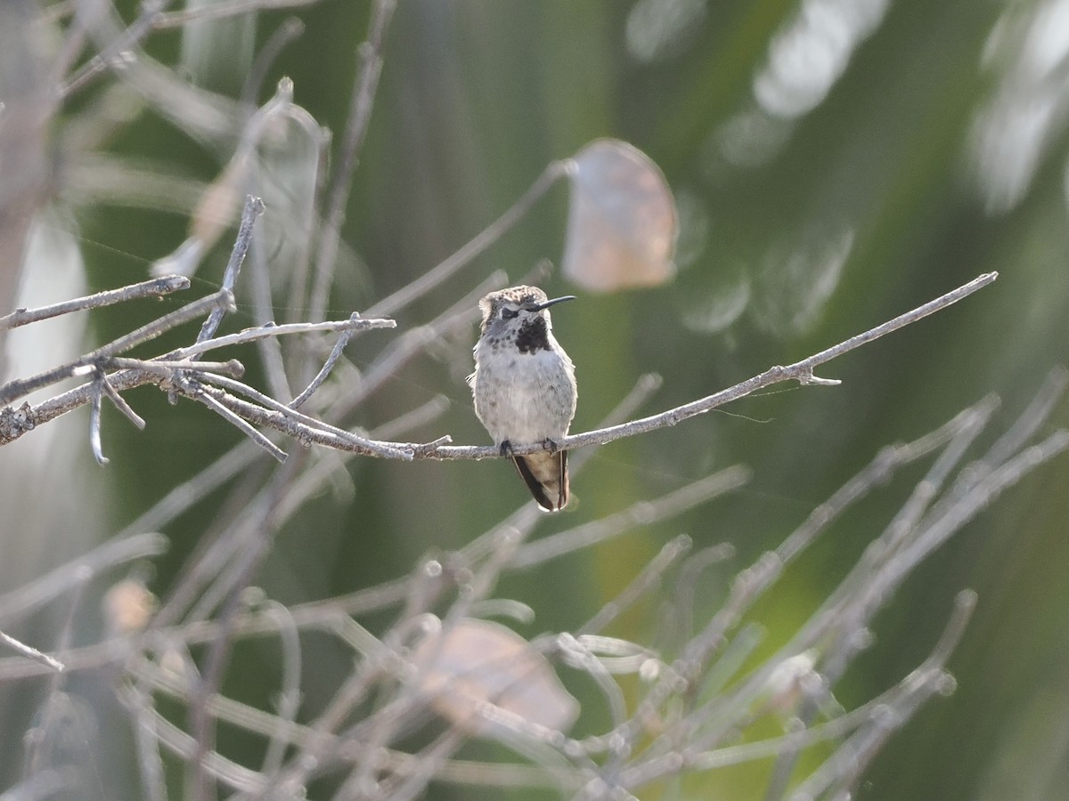 Anna's Hummingbird - ML477301391