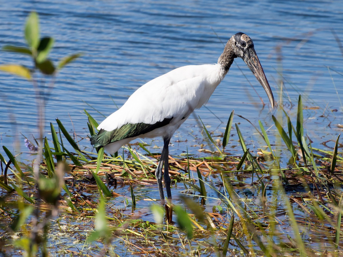 Wood Stork - Larry York