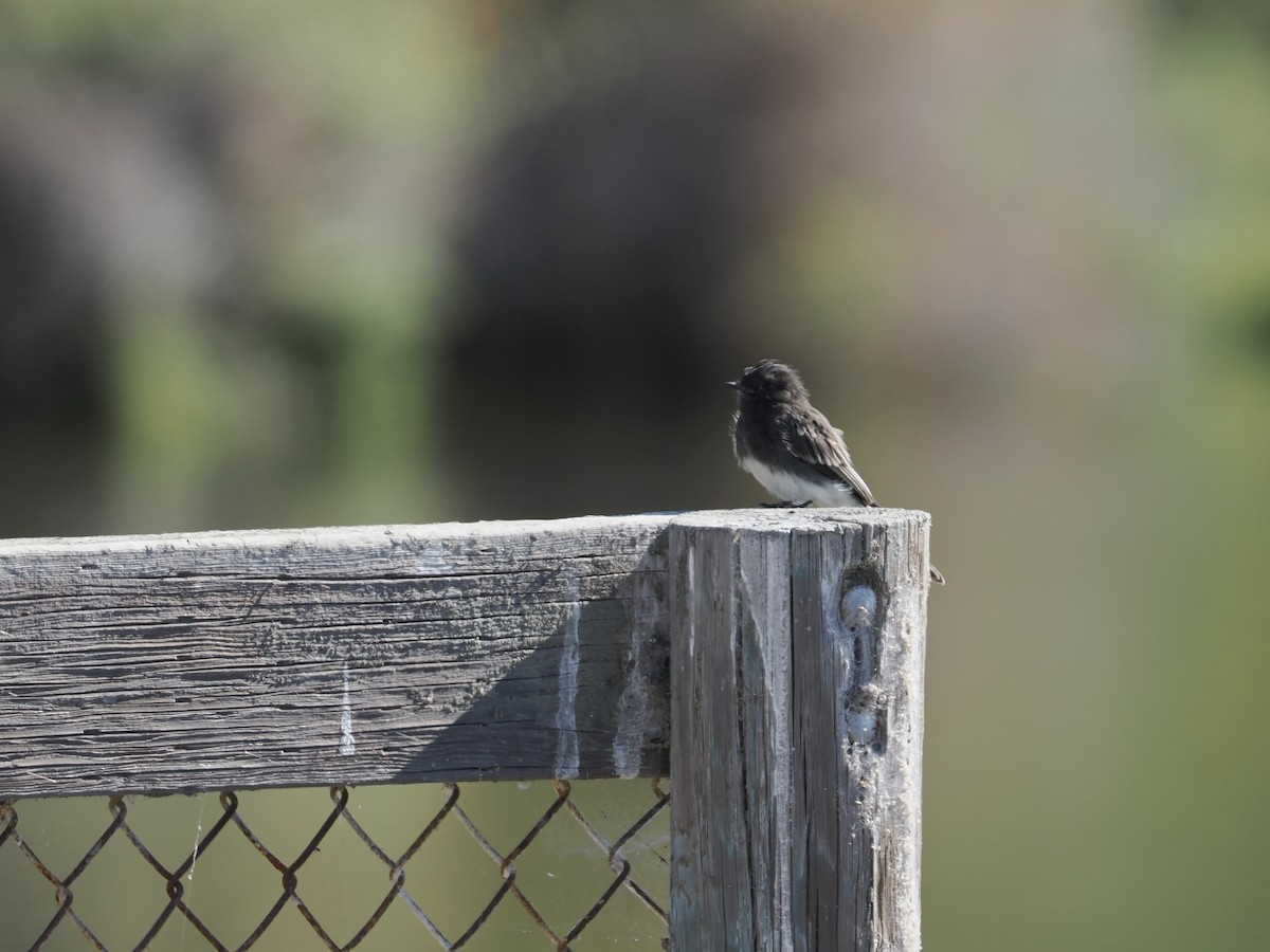 Black Phoebe - ML477301581