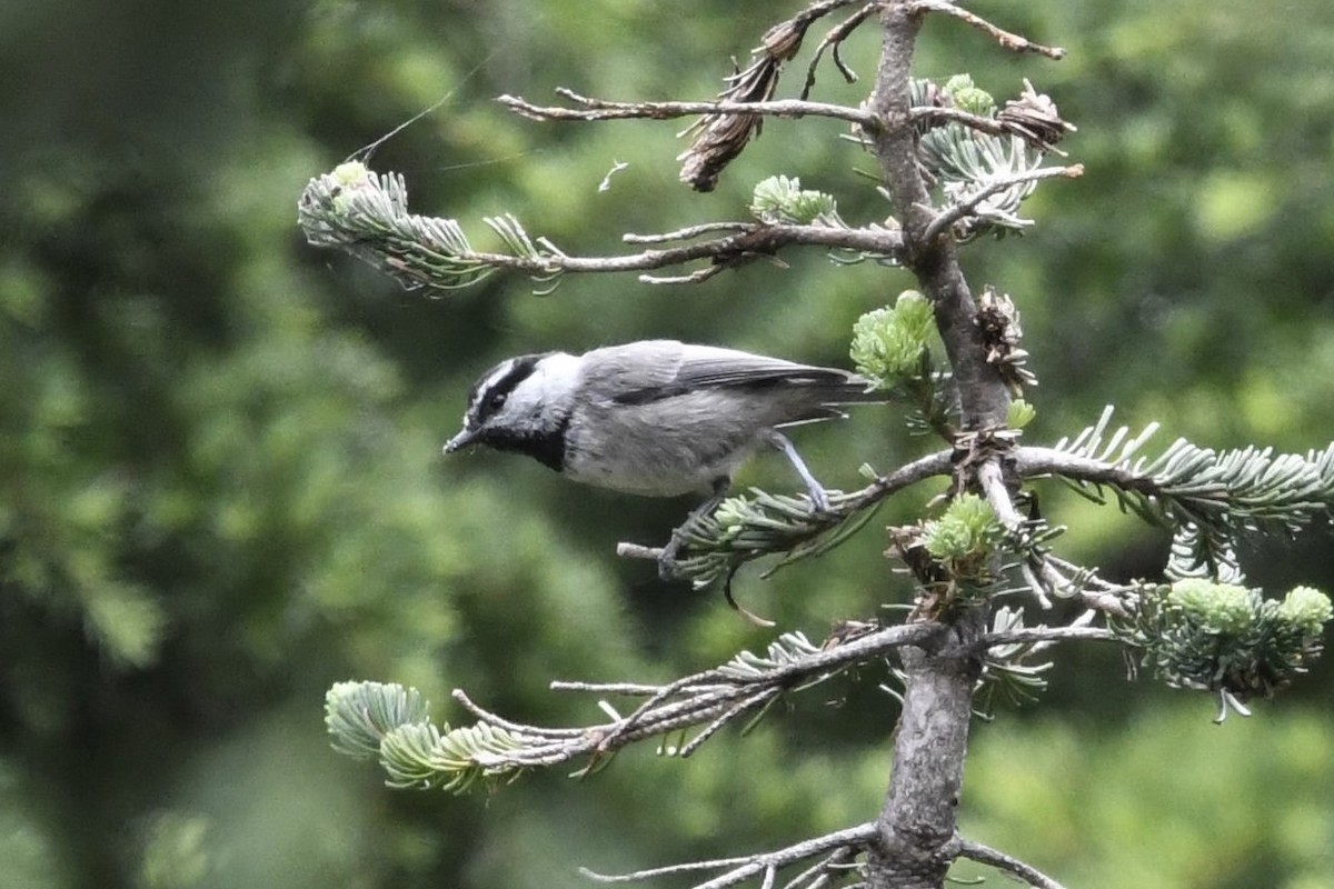 Mountain Chickadee - ML477301591