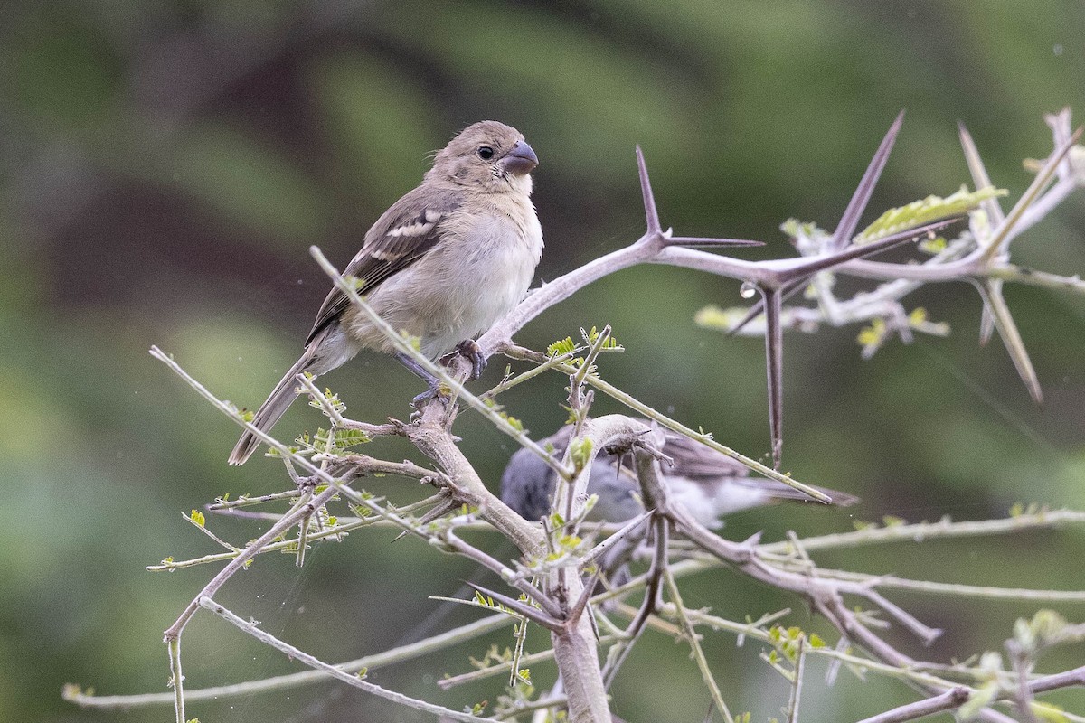 Chestnut-throated Seedeater - ML477302031