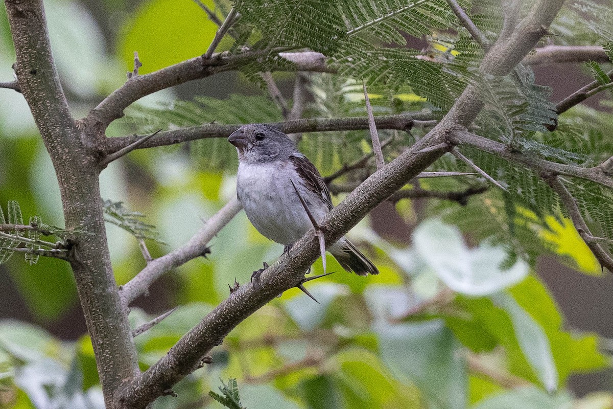 Chestnut-throated Seedeater - ML477302091