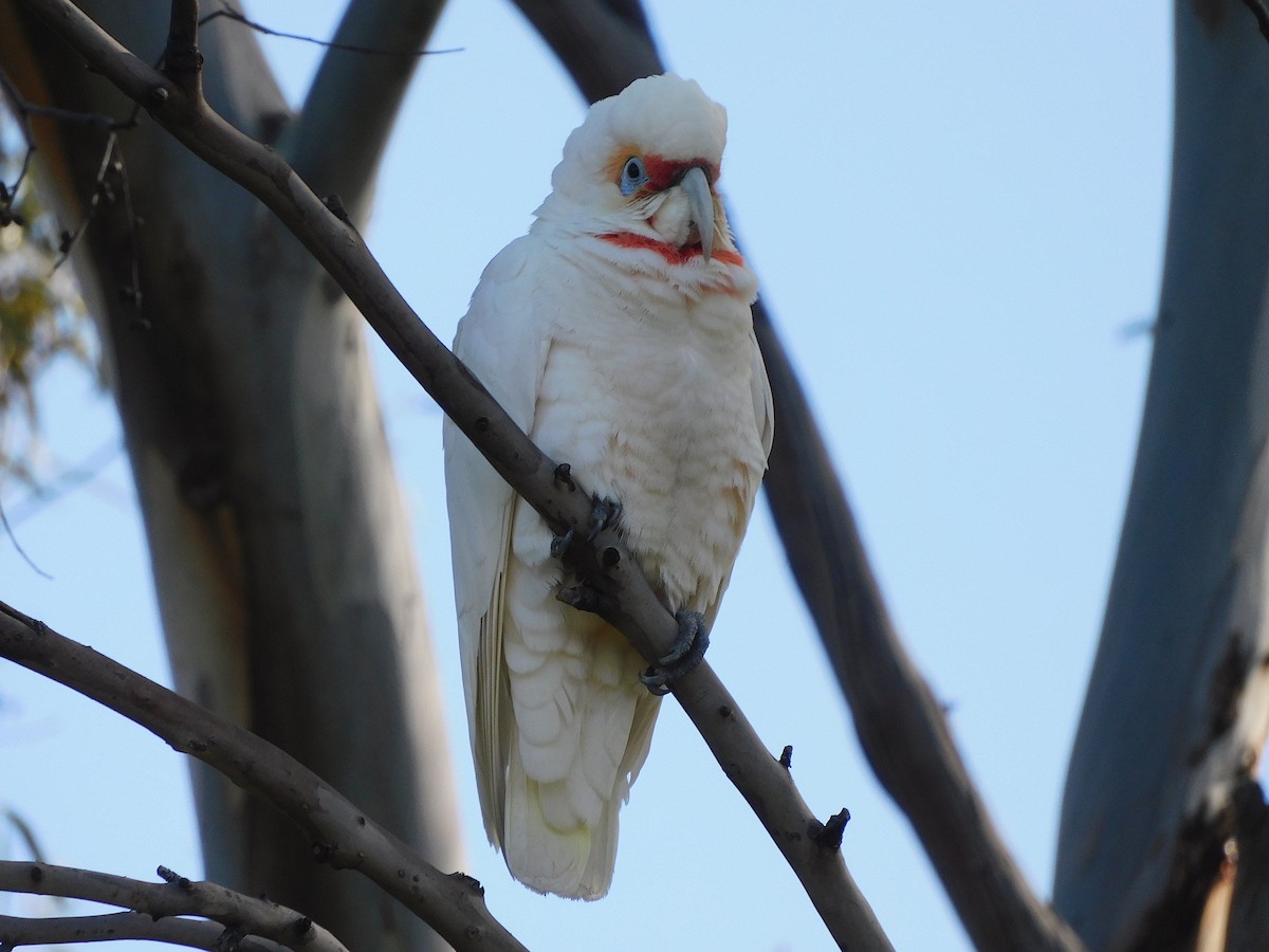 Long-billed Corella - ML477302811