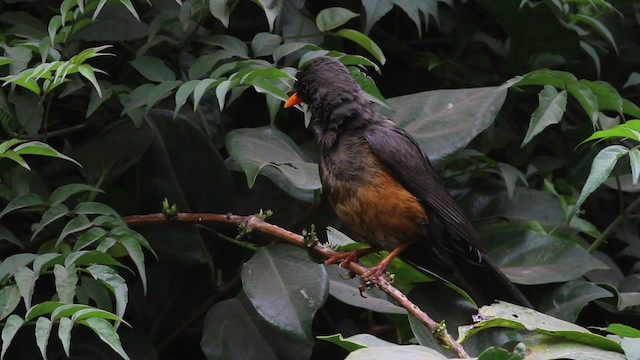 Abyssinian Thrush - ML477303