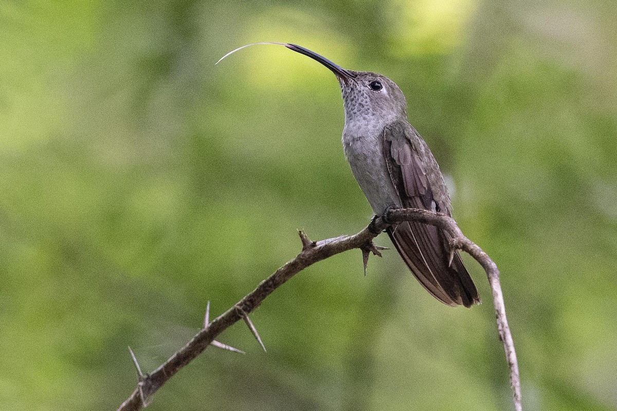 Spot-throated Hummingbird - ML477303081