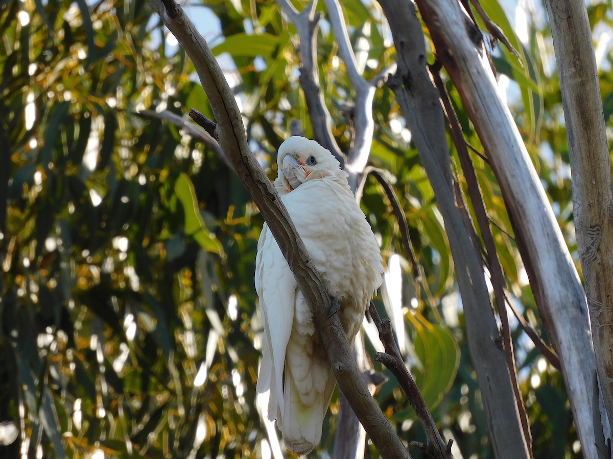 Little Corella - ML477303421