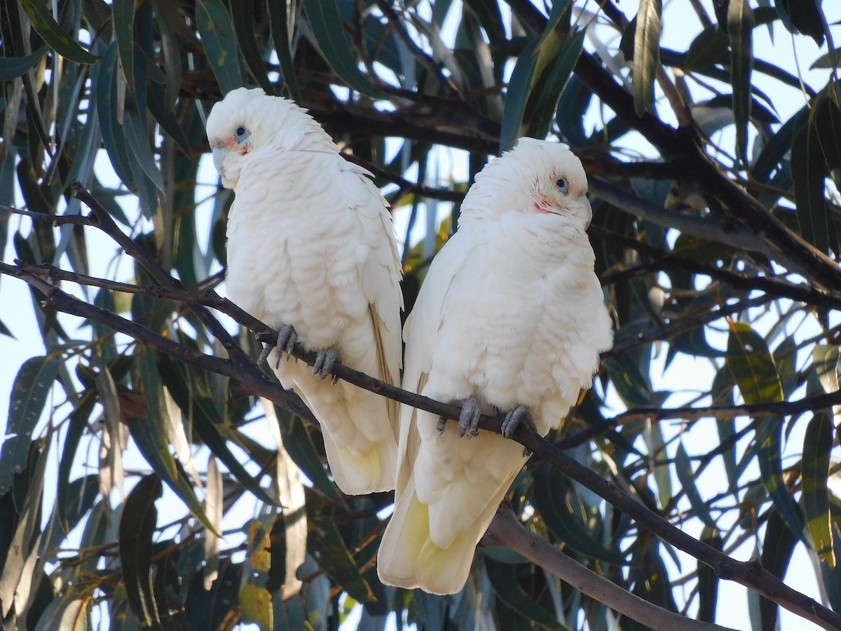 Little Corella - ML477303901