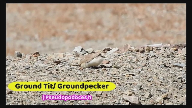 Ground Tit - ML477303931