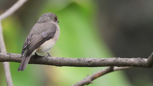 アフリカコサメビタキ - eBird